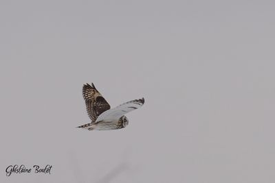 Hibou des marais (Short-eared Owl)