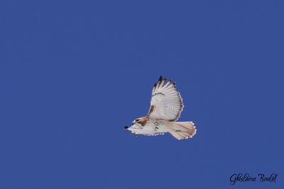 Buse  queue rousse (Red-tailed Hawk)