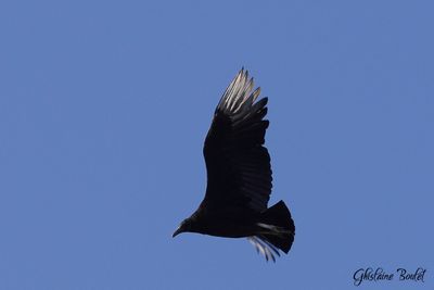 Urubu noir (Black Vulture)