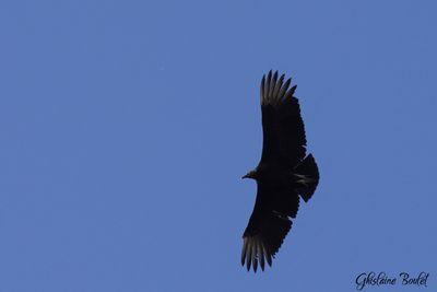 Urubu noir (Black Vulture)