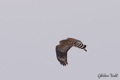 Buse  paulettes (Red-shouldered Hawk)