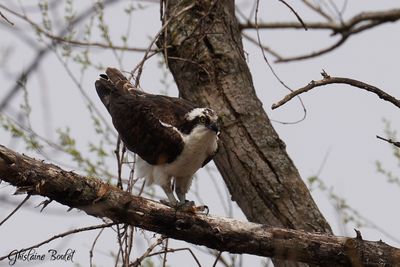 Balbuzard pcheur (Osprey)