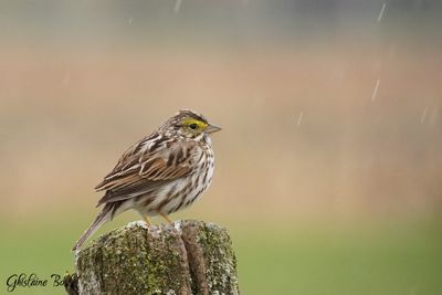 Bruant des prs (Savannah Sparrow)