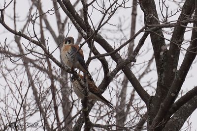 Crcerelle d'Amrique (American Kestrel)