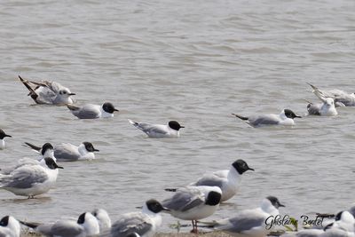 Mouette pygme (Little Gull)