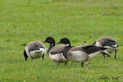 Bernache cravant (Brant)