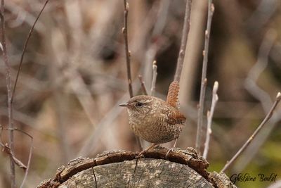 Troglodyte des frets (Winter Wren)