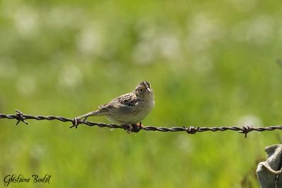 Bruant sauterelle (Grasshopper Sparrow)
