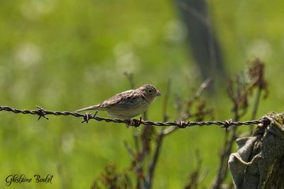 Bruant sauterelle (Grasshopper Sparrow)