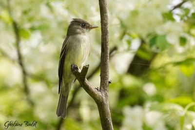 Pioui de l'Est (Eastern Wood-Pewee)