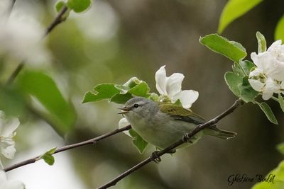 Paruline obscure (Tennessee Warbler)