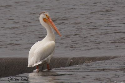 Plican blanc d'Amrique (American White Pelican)
