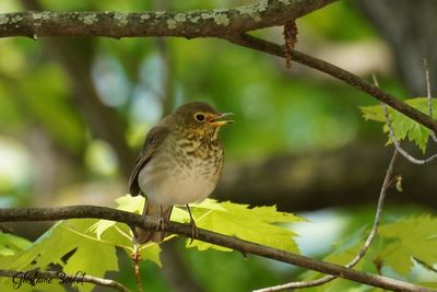 Grive  dos olive (Swainson's Thrush)