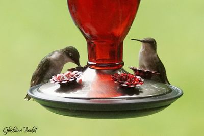 Colibri  gorge rubis (Ruby-throated Hummingbird) 