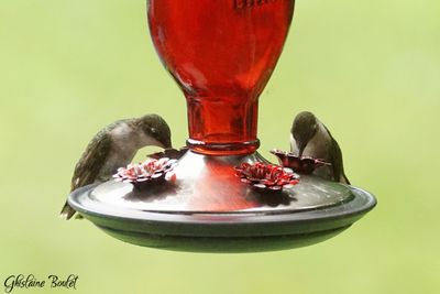 Colibri  gorge rubis (Ruby-throated Hummingbird) 