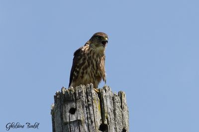 Faucon merillon (Merlin)