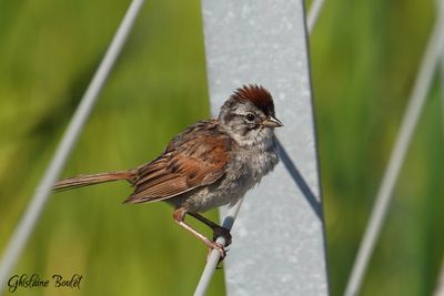 Bruant des marais (Swamp Sparrow)