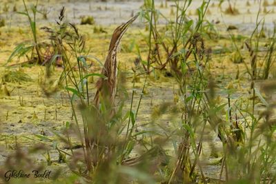  Butor d'Amrique (American Bittern)