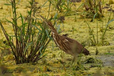  Butor d'Amrique (American Bittern)