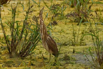 Butor d'Amrique (American Bittern)