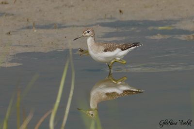 Chevalier solitaire (Solitary Sandpiper)