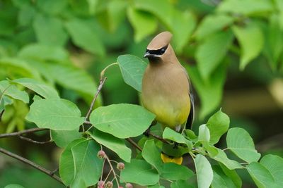 Jaseur d'Amérique (Cedar Waxwing)