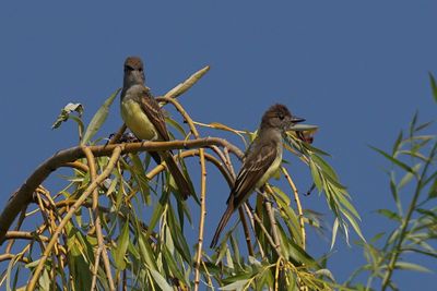 Tyran hupp (Great Crested Flycatcher)