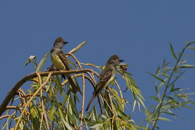 Tyran hupp (Great Crested Flycatcher)