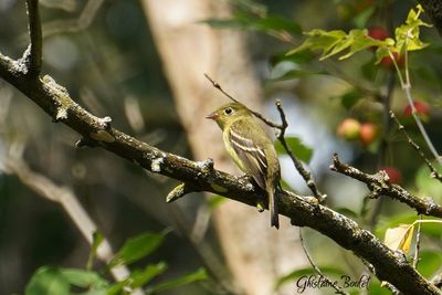 Moucherolle  ventre jaune (Yellow-bellied Flycatcher)