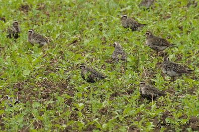 Pluvier bronzé (Lesser Golden-Plover)