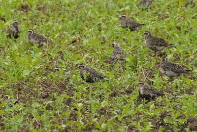 Pluvier bronz (Lesser Golden-Plover)