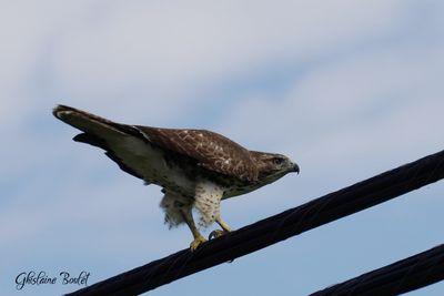 Buse à queue rousse (Red-tailed Hawk)