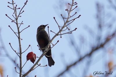 Quiscale rouilleux (Rusty Blackbird)