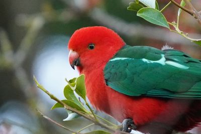 Australian King Parrot-Perruche royale