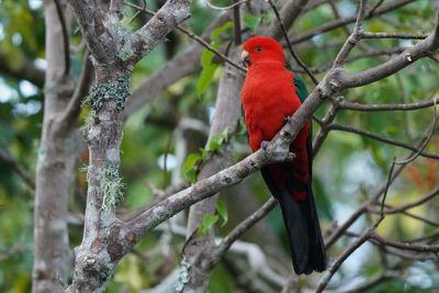 Australian King Parrot-Perruche royale