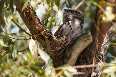 Tawny Frogmouth-Podarge gris