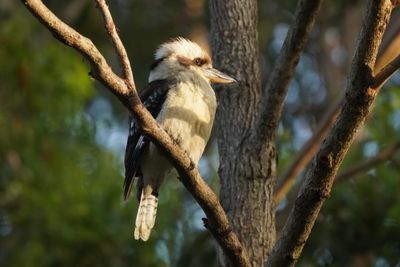 Laughing Kookaburra-Martin-chasseur gant 