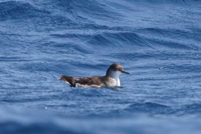Fluttering Shearwater-Puffin volage