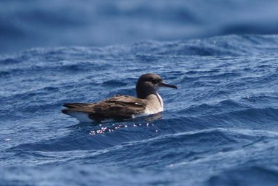 Short-tailed Shearwater-Puffin  bec grle