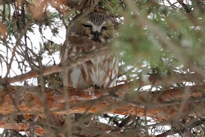 Petite Nyctale (Northern Saw-whet Owl)