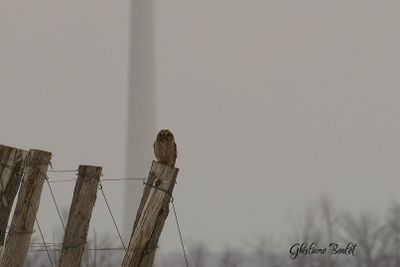  Hibou des marais (Short-eared Owl)