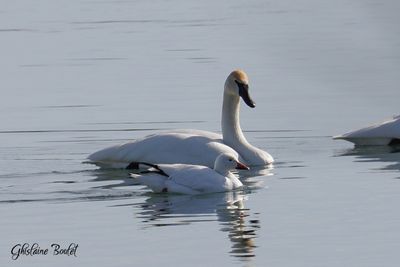 Cygne trompette (Trumpeter Swan) et Oie des neiges (Snow Goose)