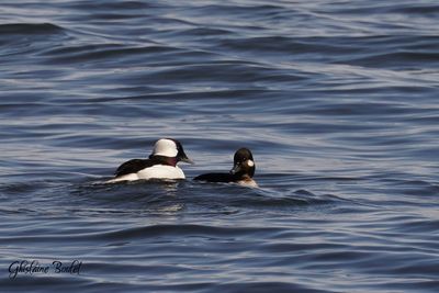 Petit Garrot (Bufflehead) 