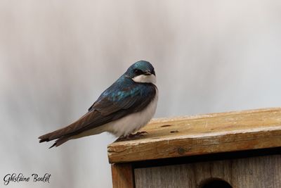 Hirondelle bicolore (Tree Swallow) 