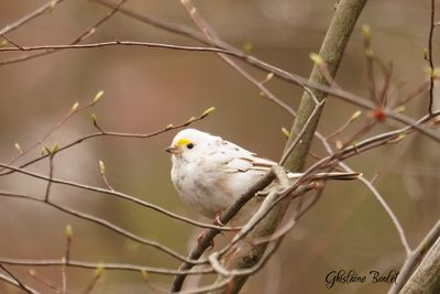 Bruant  gorge blanche (White-throated Sparrow)