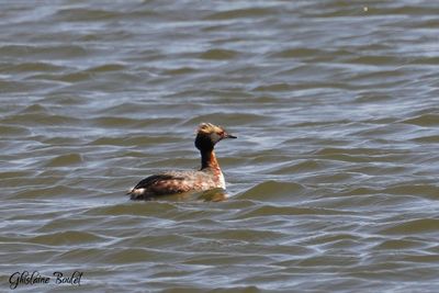 Grbe esclavon (Horned Grebe)