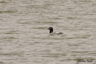 Plongeon huard (Common Loon)