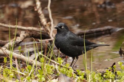 Quiscale rouilleux (Rusty Blackbird)