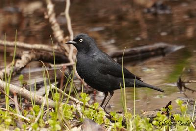 Quiscale rouilleux (Rusty Blackbird)s
