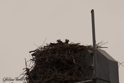 Balbuzard pcheur (Osprey)